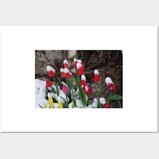 Tulips and April Snow Posters and Art